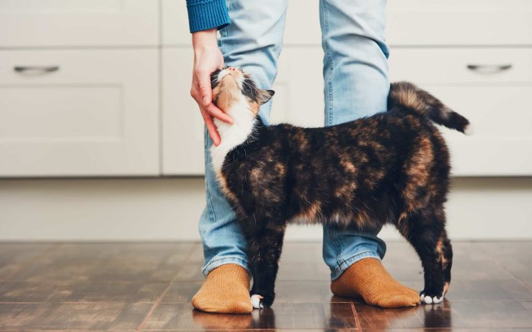 Domestic life with pet. Cat welcome his owner (young man) at home.